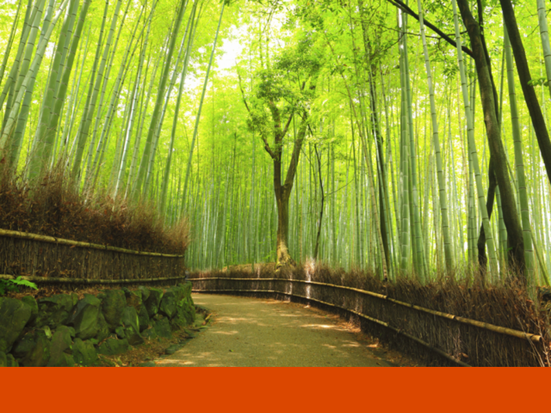 京都の象徴の一つ、竹林＠一般社団法人京都国際芸術協会京都東山本部